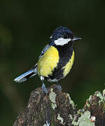 Green-backed Tit