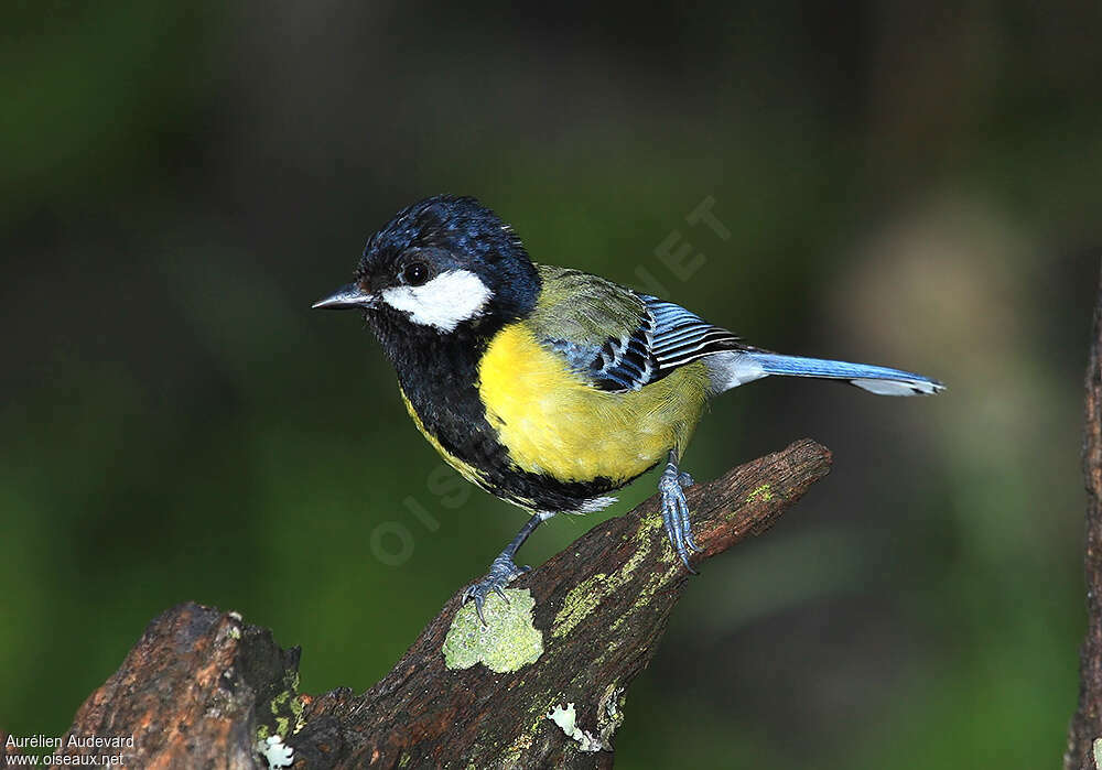 Mésange montagnarde mâle adulte, identification