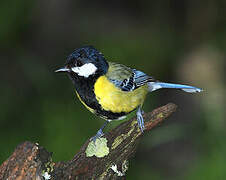 Green-backed Tit