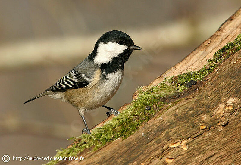 Coal Tit