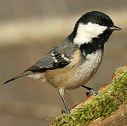 Coal Tit