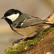 Coal Tit