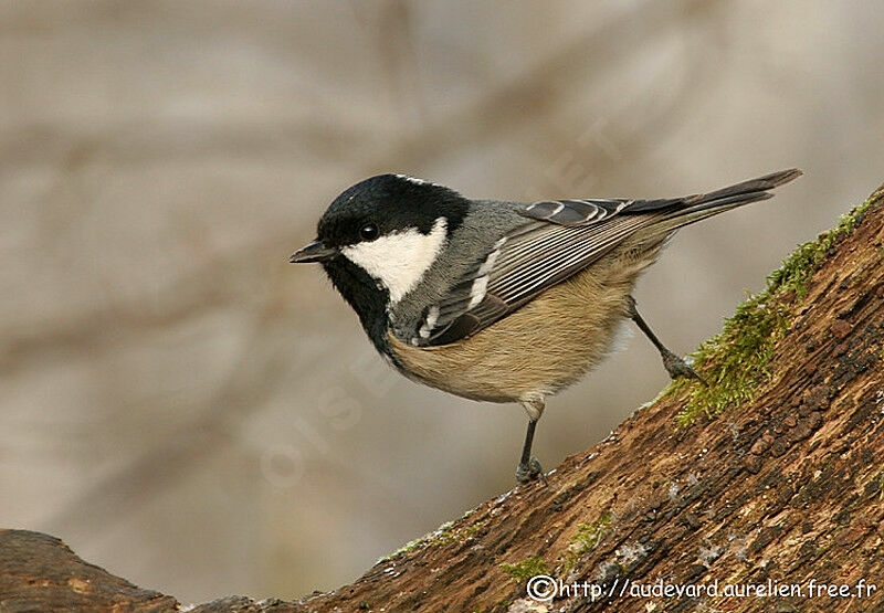 Coal Tit