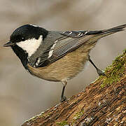 Coal Tit