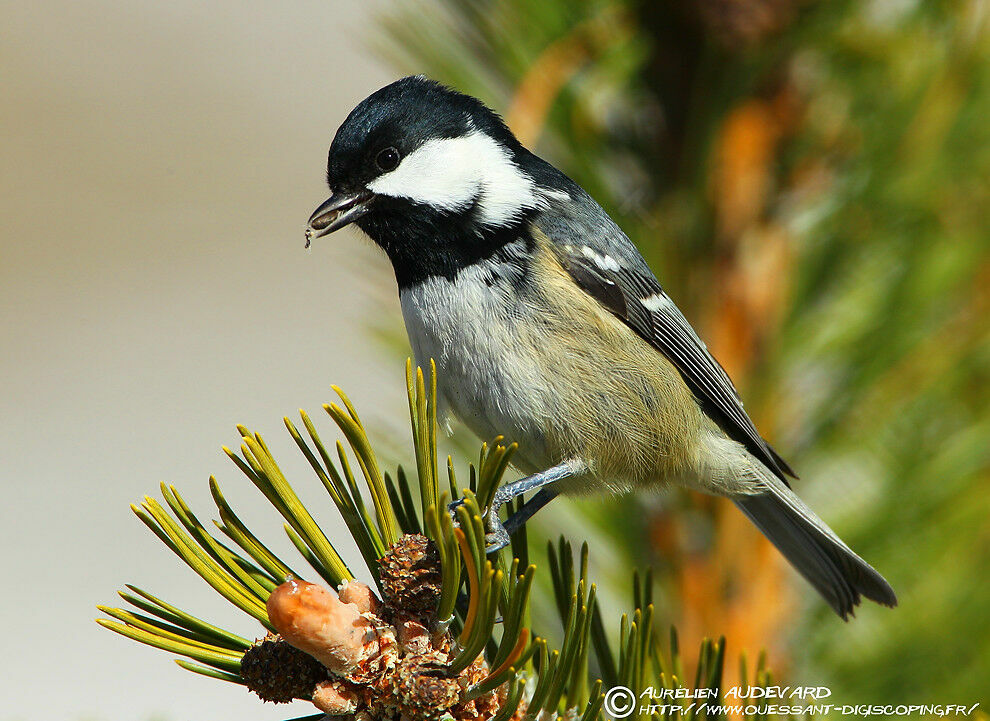 Coal Tit