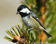 Coal Tit