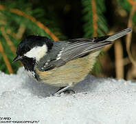 Coal Tit