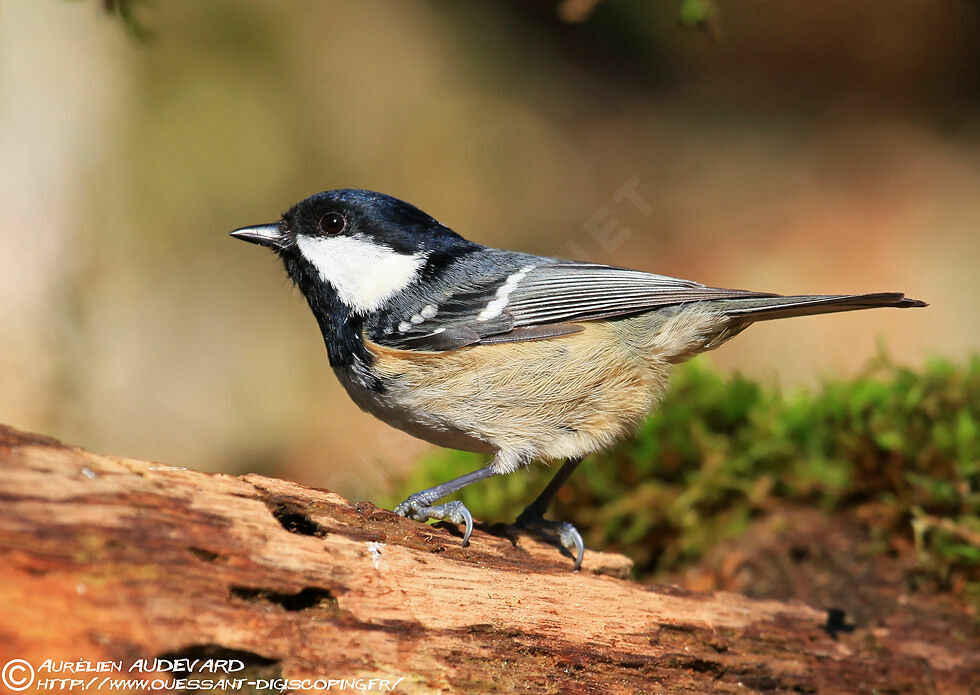 Coal Tit