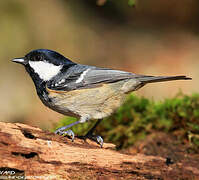 Coal Tit