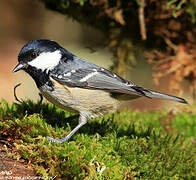 Coal Tit