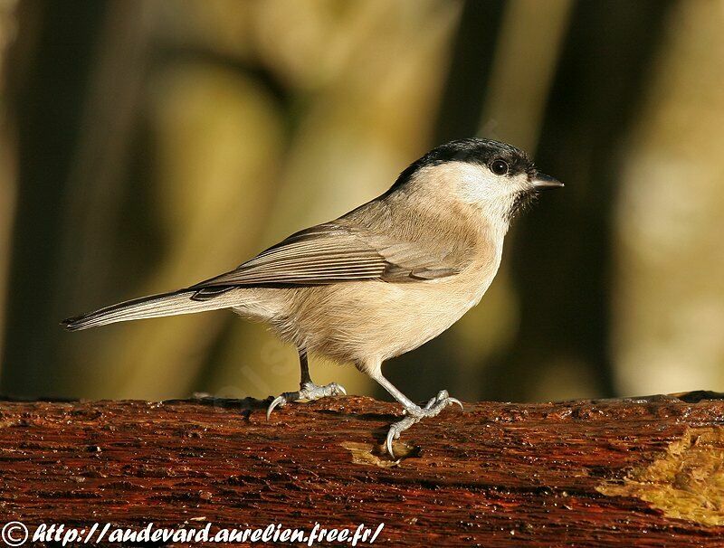 Mésange nonnette