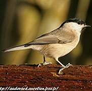 Marsh Tit