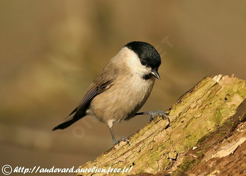 Marsh Tit