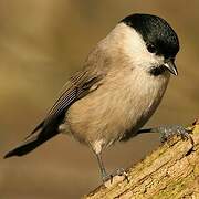 Marsh Tit