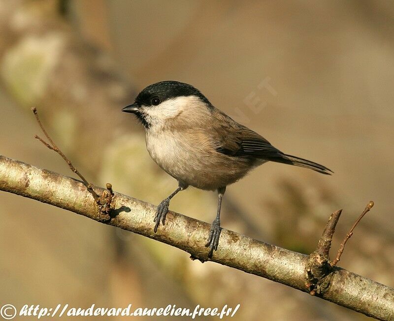 Marsh Tit