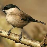 Marsh Tit