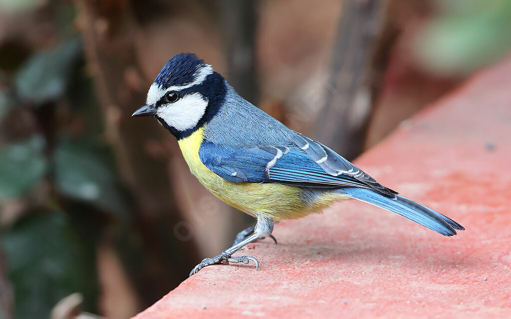 African Blue Tit