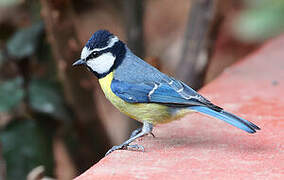 African Blue Tit