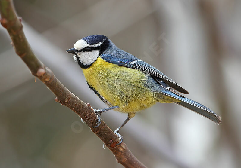 African Blue Tit male adult, identification