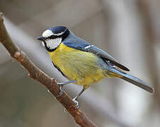 African Blue Tit