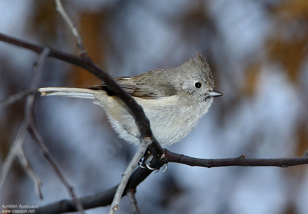 Mésange unicolore