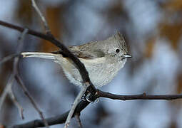 Oak Titmouse