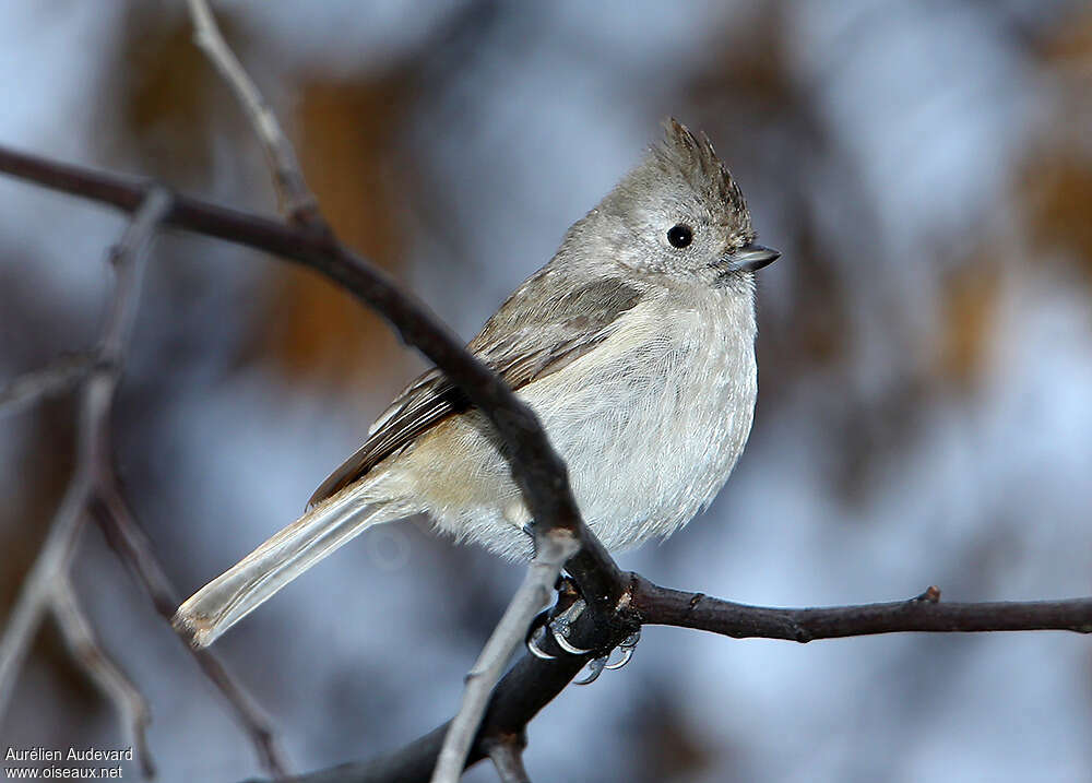 Oak Titmouseadult, identification