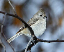 Oak Titmouse