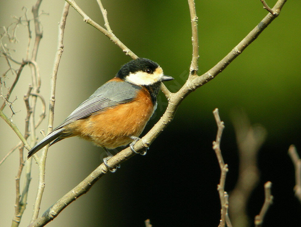 Mésange variée