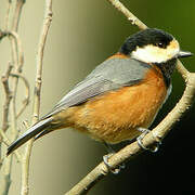 Varied Tit