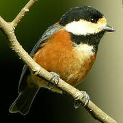 Varied Tit