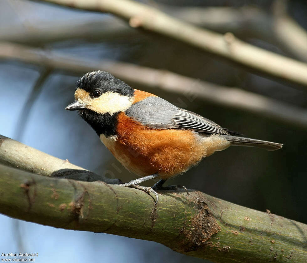 Varied Titadult, identification