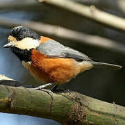 Varied Tit