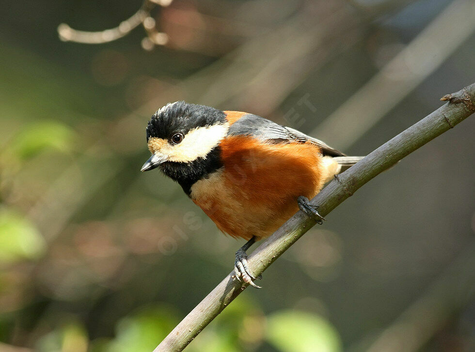 Varied Tit