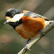 Varied Tit