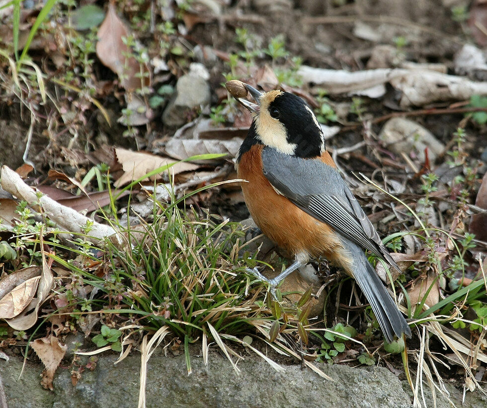 Mésange variéeadulte nuptial