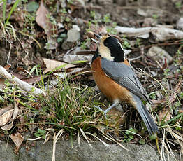 Mésange variée