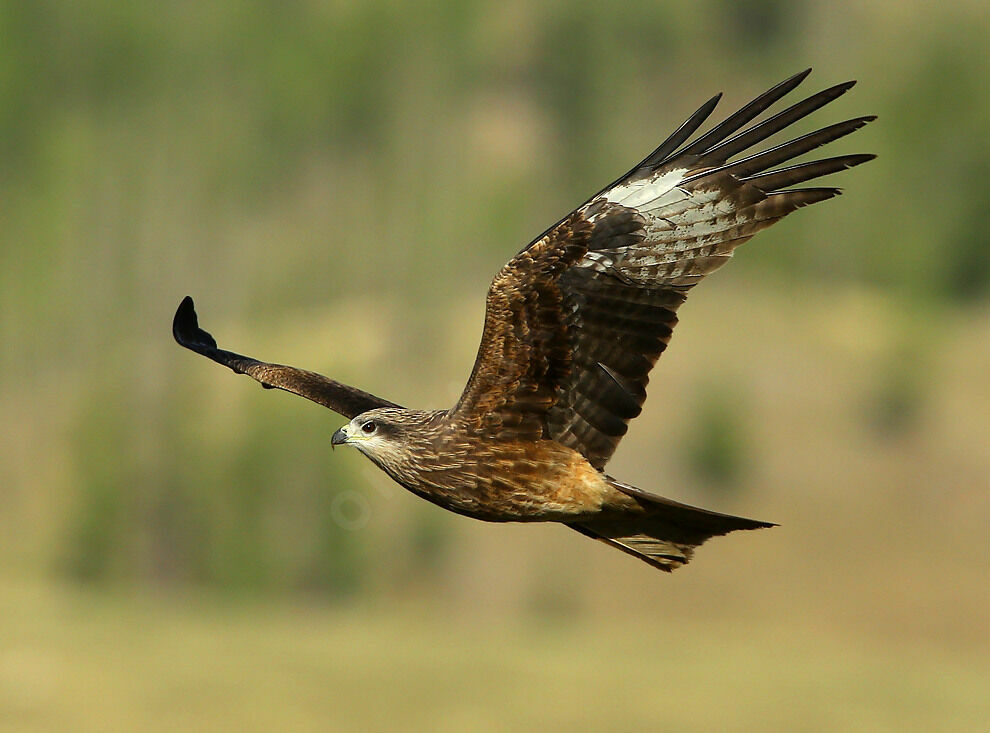 Black Kite (lineatus)adult breeding, Flight