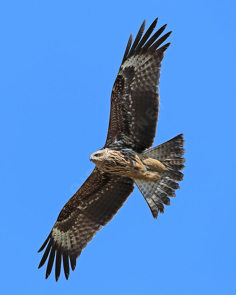 Black Kite (lineatus), Flight