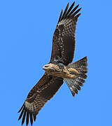 Black Kite (lineatus)