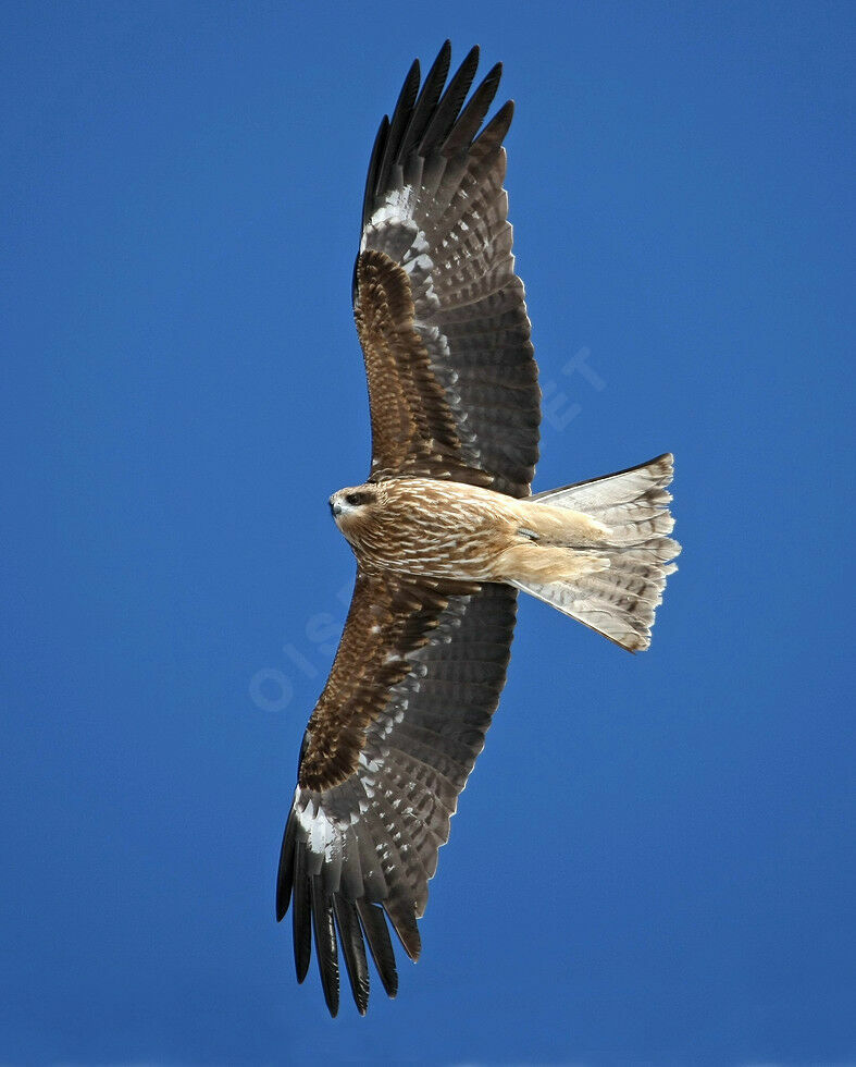 Black Kite (lineatus)immature