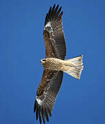 Black Kite (lineatus)