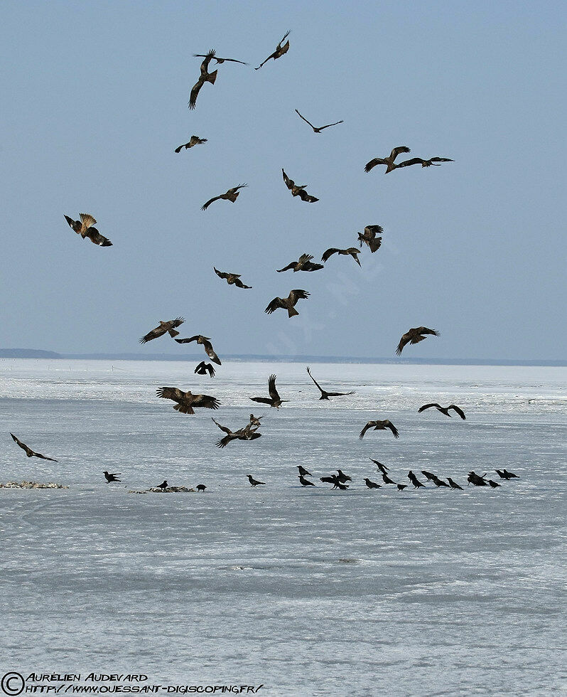 Black Kite (lineatus)