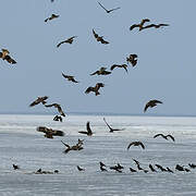 Black Kite (lineatus)