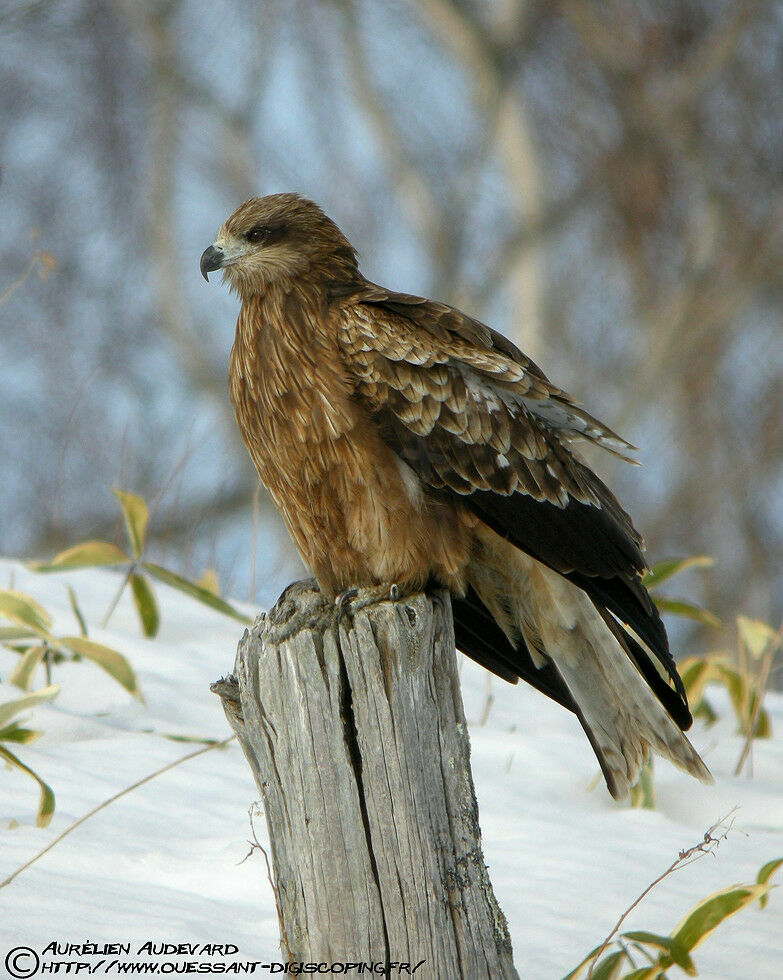 Black Kite (lineatus)