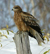 Black Kite (lineatus)