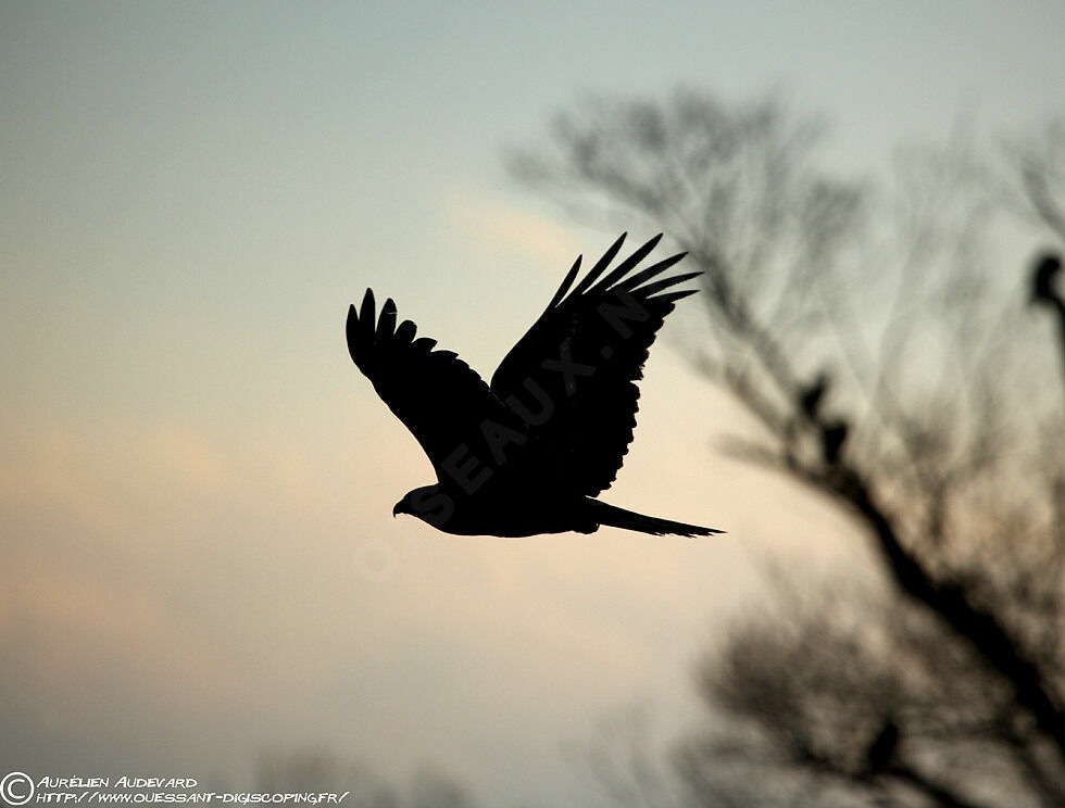 Black Kite (lineatus)