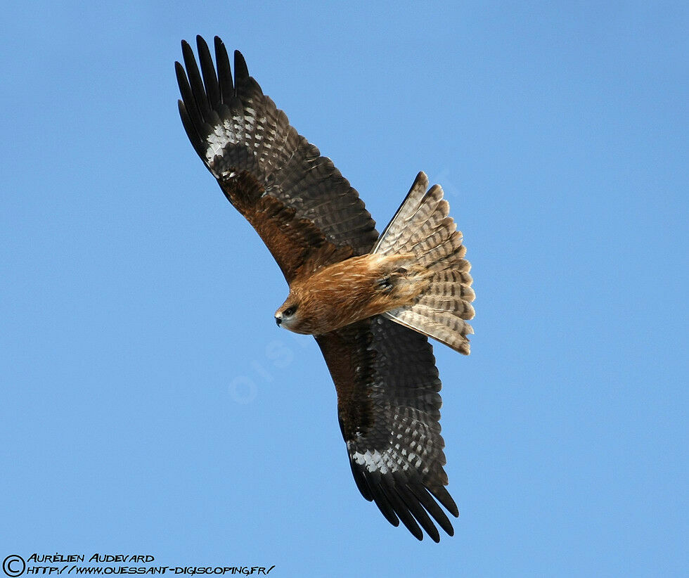 Black Kite (lineatus)