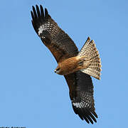 Black Kite (lineatus)