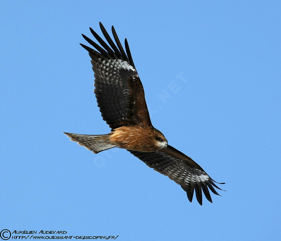 Black Kite (lineatus)